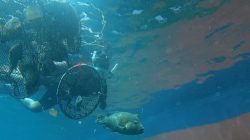 KKP Lepasliarkan 1.300 Ikan Napoleon Hasil Gagalan Penyelundupan ke Hong Kong