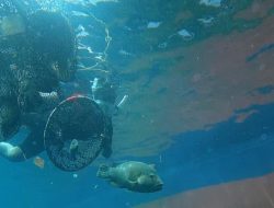 KKP Lepasliarkan 1.300 Ikan Napoleon Hasil Gagalan Penyelundupan ke Hong Kong